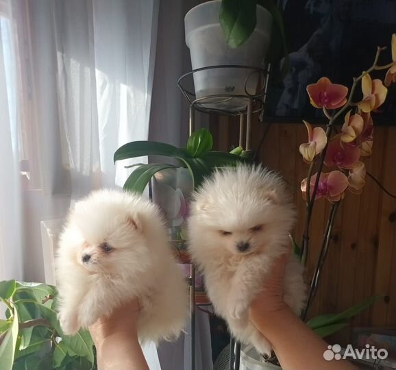 Померанские мини-мишки