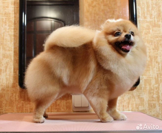 Шпиц груминг