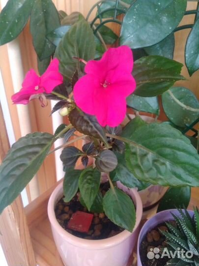 Комнатные Цветы в горшках