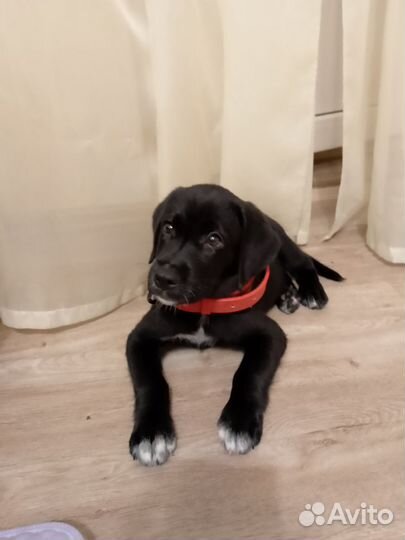 Щенки лабрадора
