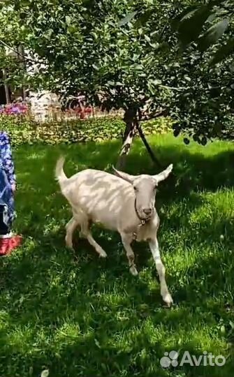 Коза дойная зааненская
