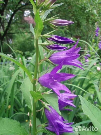 Колокольчик широколистный саженцы, многолетки