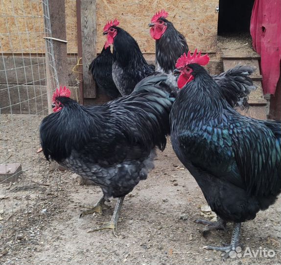 Джерсийский гигант, Мехеленская кукушка, Амрокс