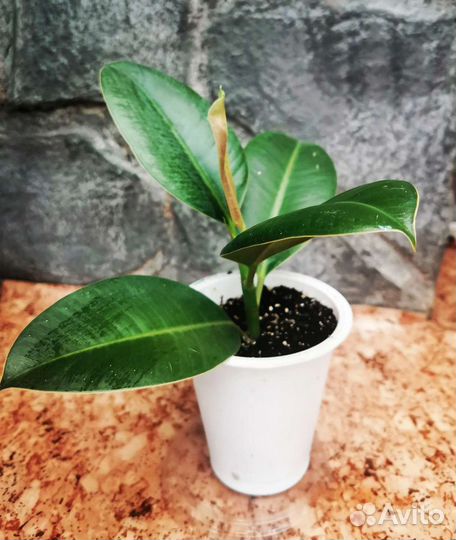 Фикус каучуконосный