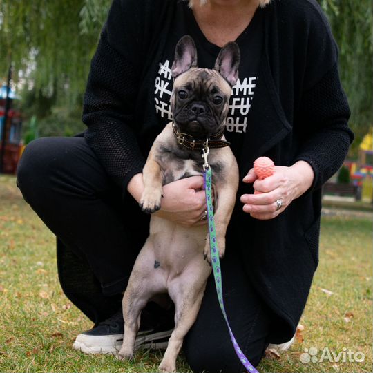 Французский бульдог девочка щенок