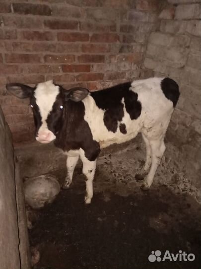 Теялта 4 месячная и 5 месячная кушают все сами