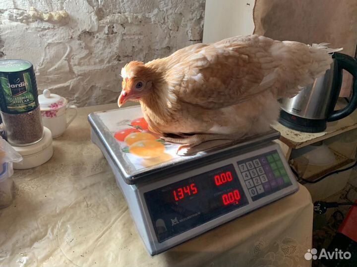 Куры Несушки