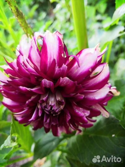 Георгины клубни