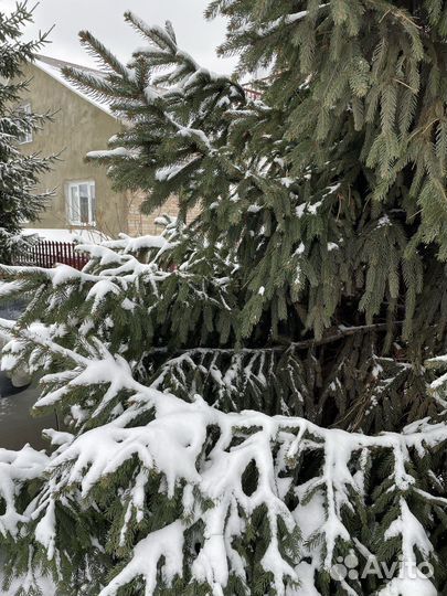 Ель новогодняя живая