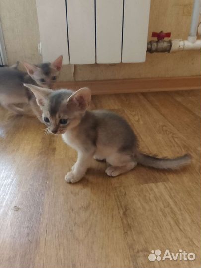 Абиссинская