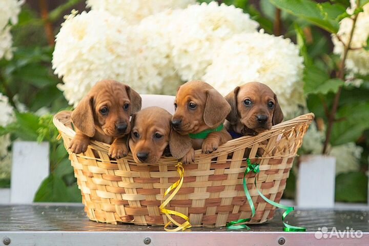 Щенки таксы миниатюрной от родителей чемпионов