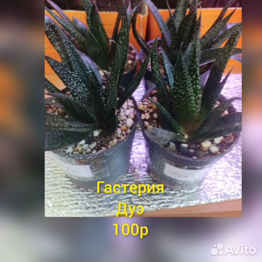 Гастерия Дуэ