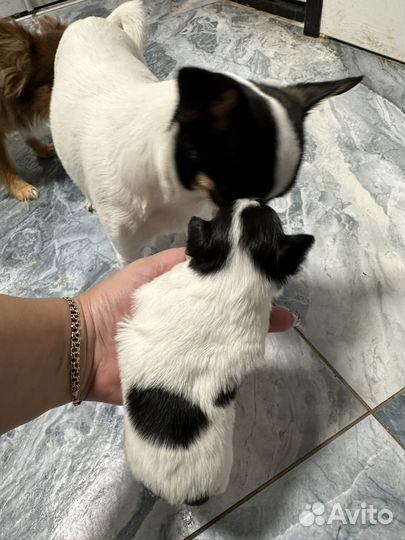 Щенки чихуахуа