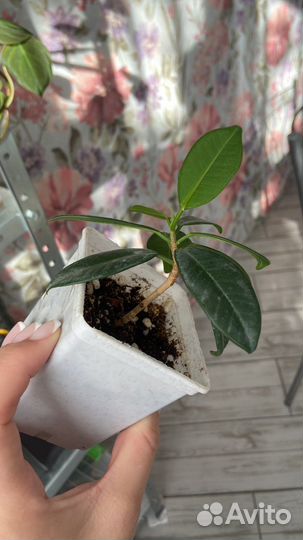 Фикус жакунифолия