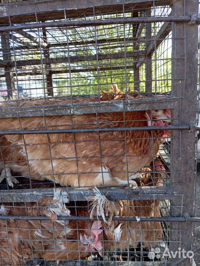 Куры loman Braun