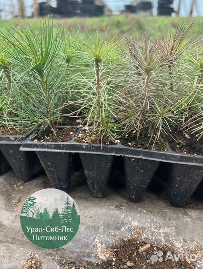 Сосна зкс окс сеянцы Ель Лиственница Голуб Горная
