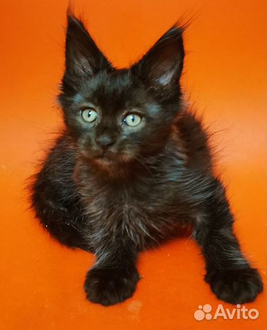 Мейн-кун кошка черная солидная объявление продам