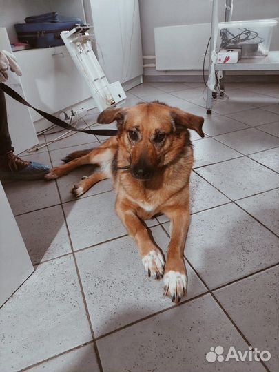 Помогите облегчить жизнь собаке Зайке