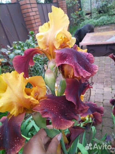 Ирисы сортовые