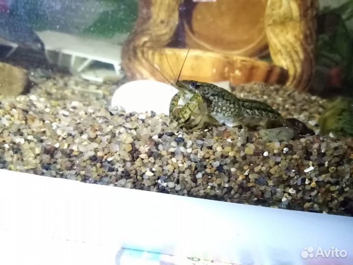 Рыбки, раки, растения