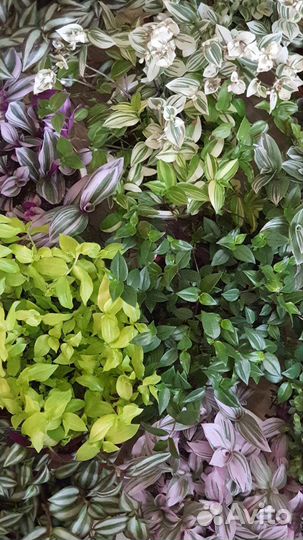 Традесканции сортовые(часть 1)