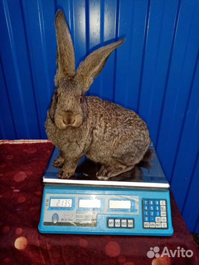 Кролики породы фландр