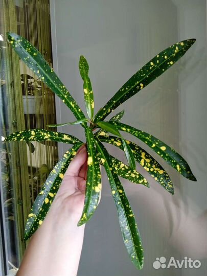 Кротон с узким листом