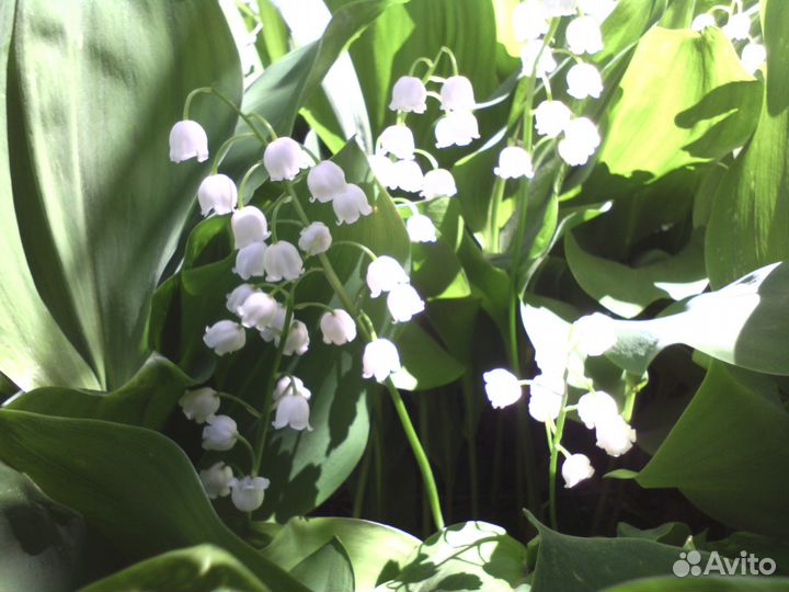 Ландыши, дюшенея, хлорофитум