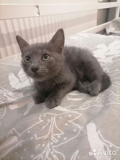 Отдам в добрые руки котика