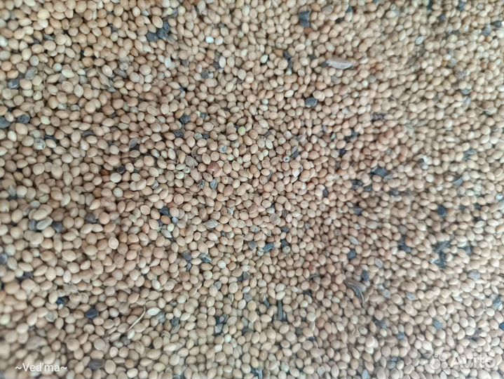 Желтое просо