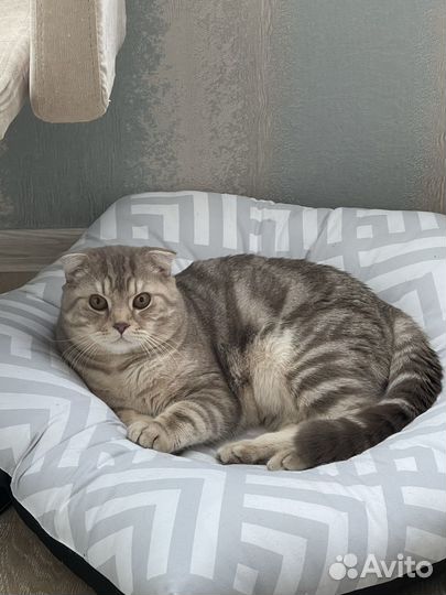Шотландский кот вязка