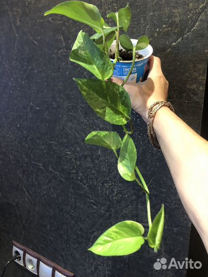 Эпипремнум золотистый