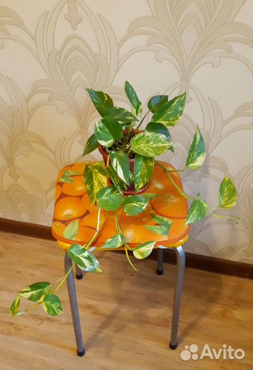 Сциндапсус (эпипремнум) золотистый