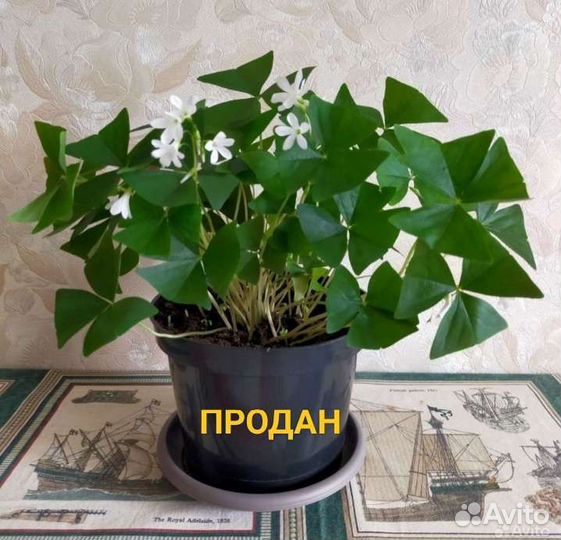 Кислица оксалис.Зеленая