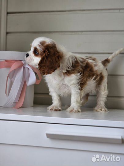 Девочка кавалер Кинг Чарльз спаниель