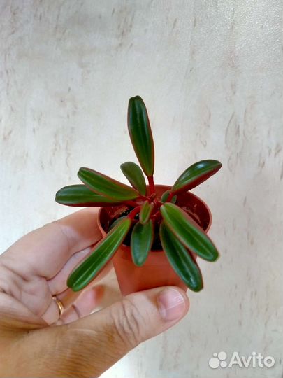 Комнатные растения