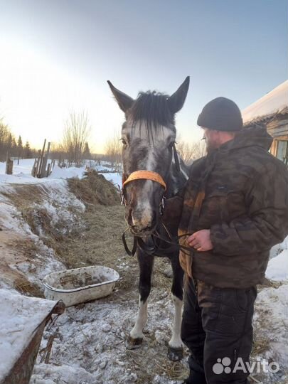 Домашние животные кобыла