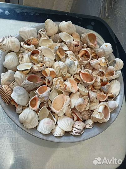 Морские ракушки