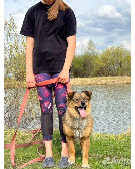 Чудо собачка для семьи