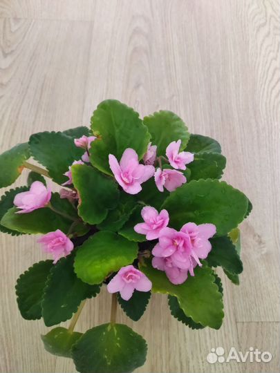 Комнатные цветы. Денежное дерево