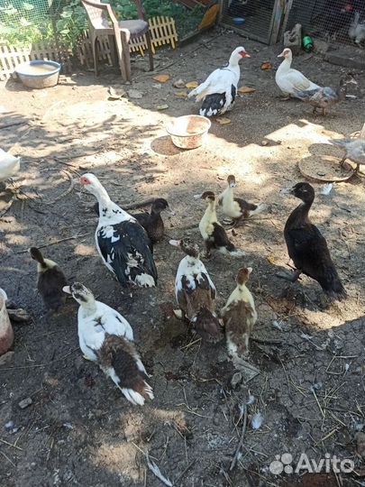 Мускусные утки индоутки индоутята