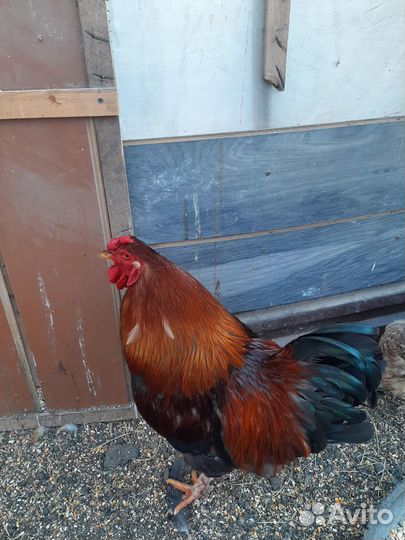 Молодые петухи