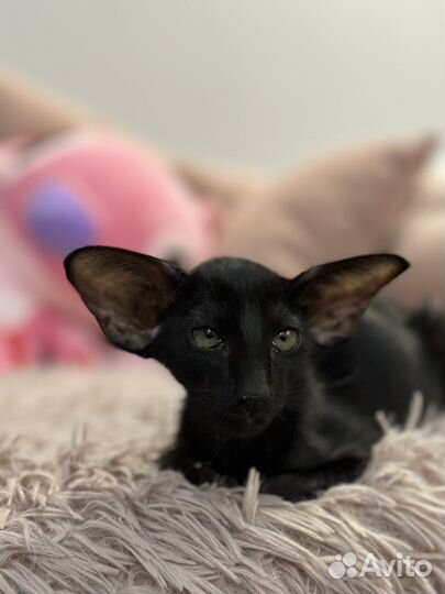 Ориентальный котик в экстримальном типе