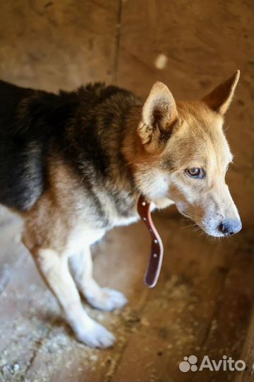 Собака в добрые руки отдам бесплатно