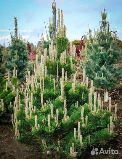 Сосна чёрная Орегон Грин, Пирамидалис