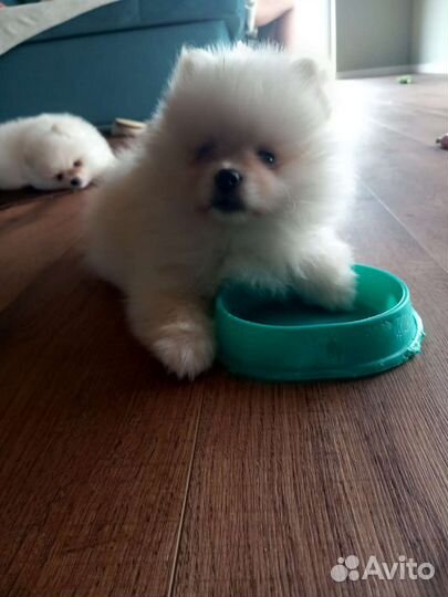 Померанский шпиц