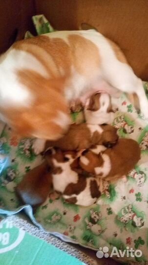 Чихуахуа мини