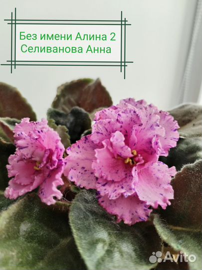 Фиалка детки набором