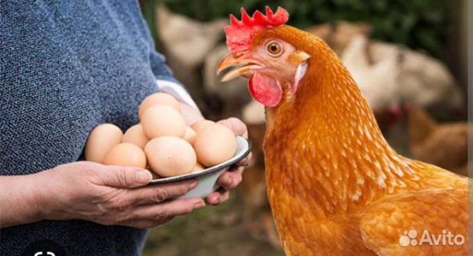 Молодки рыжие, белые