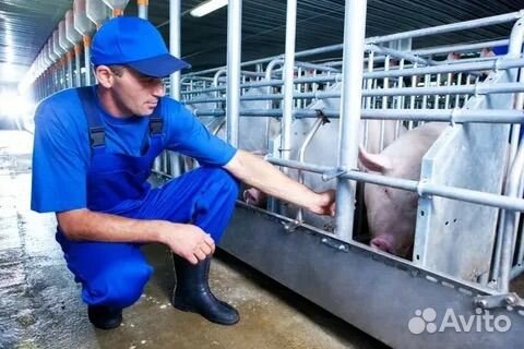 Оператор свиноводческих комплексов